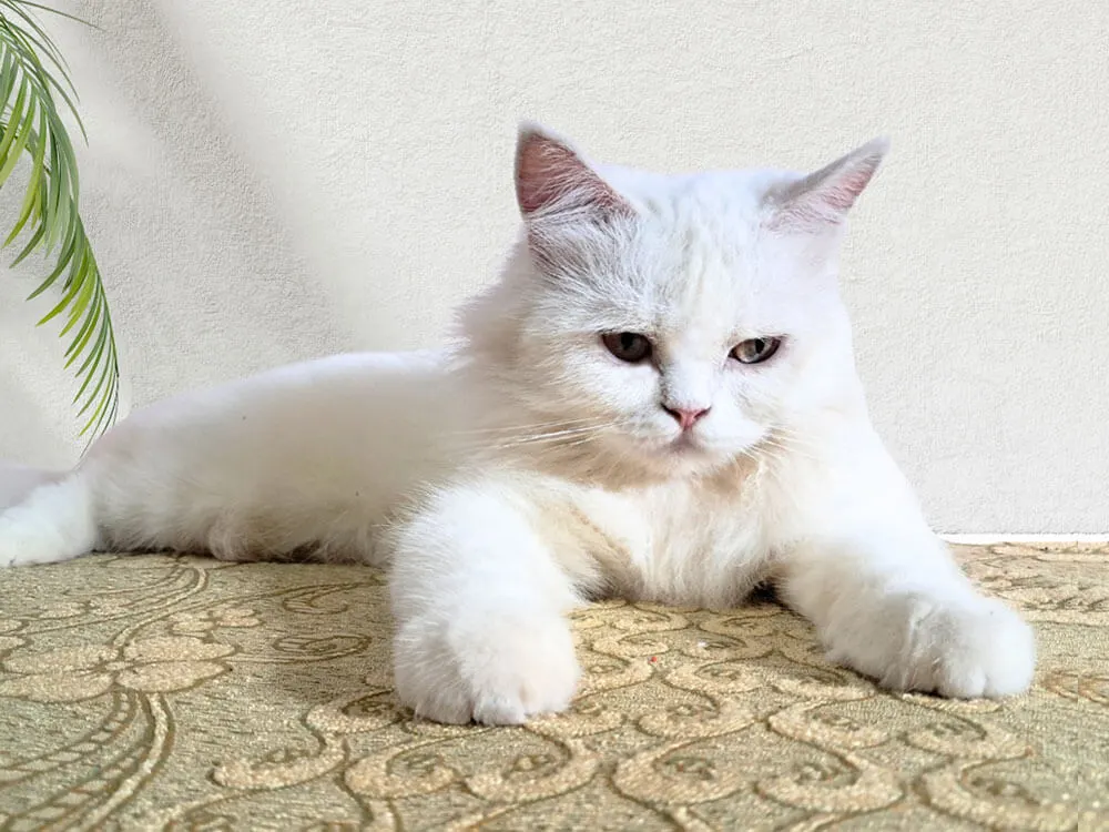 Piky – The Copyright Cat