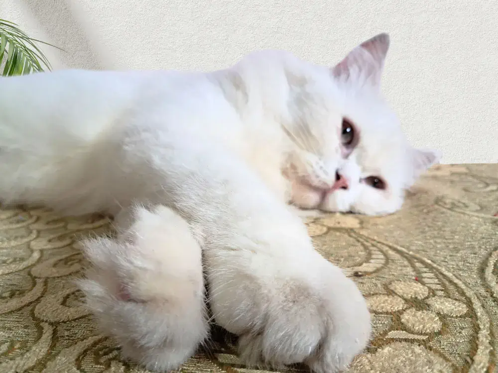 Piky – The Copyright Cat